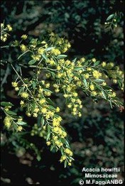 Acacia howittii