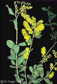 Acacia jucunda