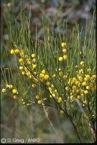 Acacia juncifolia