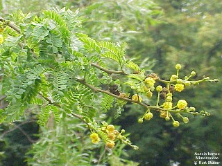 Acacia karroo