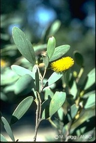 Acacia kempeana