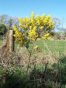 Acacia kybeanensis