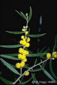 Acacia lanigera