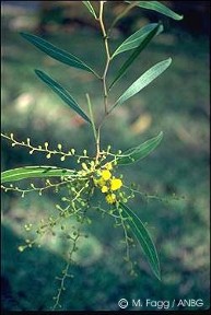 Acacia macradenia