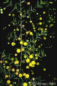 Acacia maitlandii
