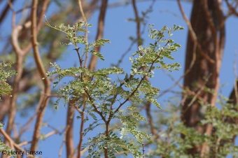 Acacia montis-usti