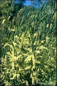 Acacia mucronata