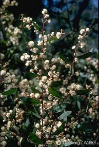 Acacia myrtifolia