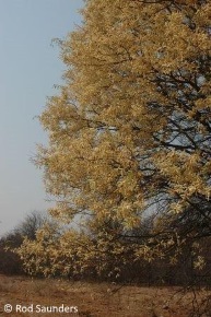 Acacia nigrescens