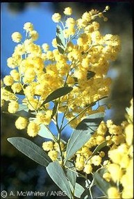 Acacia obliquinervia 