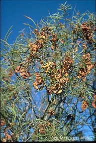 Acacia oswaldii