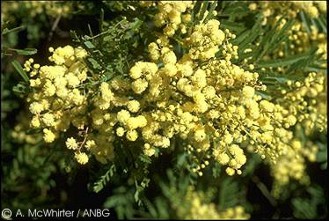 Acacia parramattensis