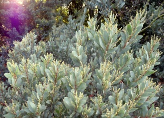 Acacia pataczekii 