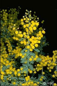 Acacia polybotrya