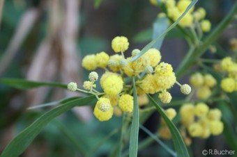 Acacia retinodes