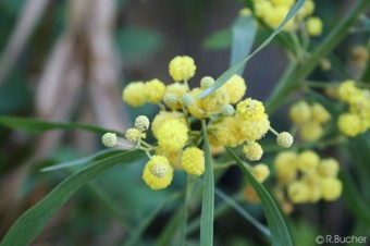 Acacia retinodes