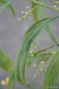 Acacia retinodes