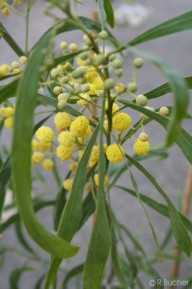 Acacia retinodes