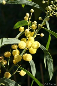 Acacia retinodes