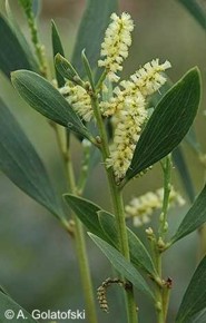 Acacia sophorae