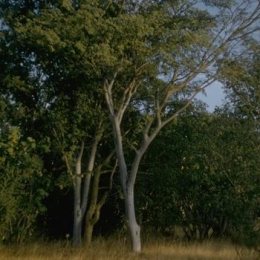Acacia willardiana