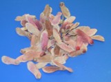 Acer palmatum  Samen