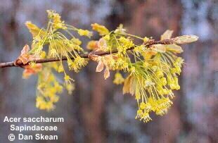 Acer saccharum