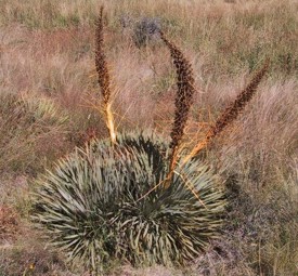 Aciphylla aurea 