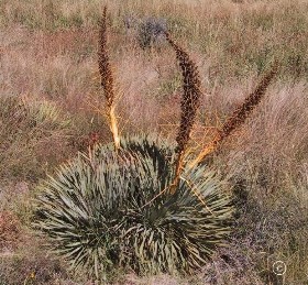 Aciphylla aurea 