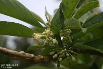 Acnistus arborescens