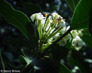 Acokanthera oppositifolia