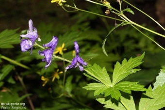 Aconitum columbianum