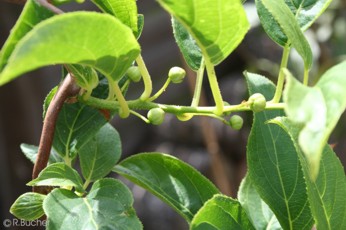 Actinidia arguta 'Issai' 
