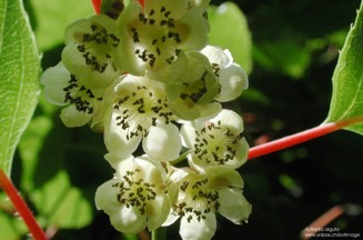 Actinidia arguta 
