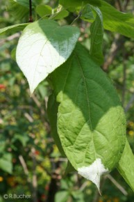 Actinidia kolomikta 