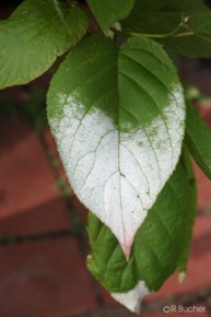 Actinidia kolomikta 