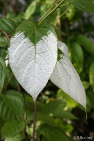Actinidia kolomikta 