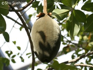 Adansonia digitata