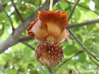 Adansonia digitata