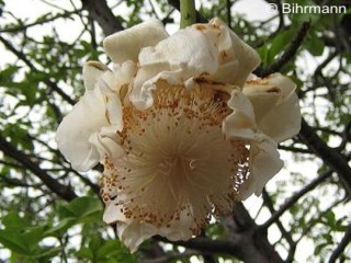 Adansonia digitata