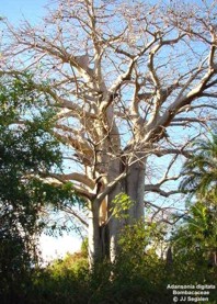 Adansonia digitata