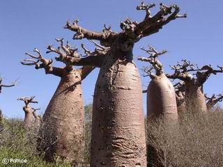 Adansonia grandidieri 