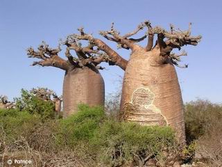 Adansonia grandidieri 