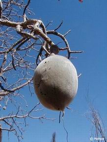 Adansonia gregorii