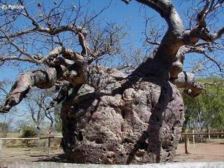 Adansonia gregorii