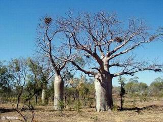 Adansonia gregorii