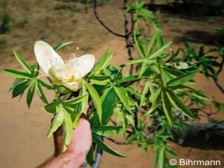 Adansonia gregorii