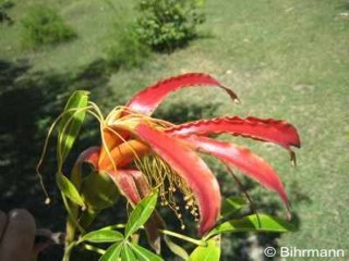Adansonia madagascariensis