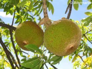Adansonia madagascariensis