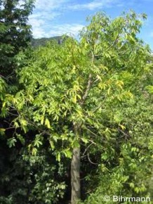 Adansonia madagascariensis